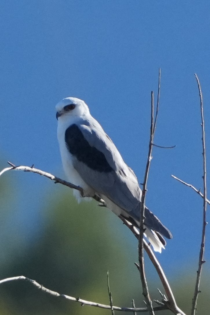 White-tailed Kite - ML646711507
