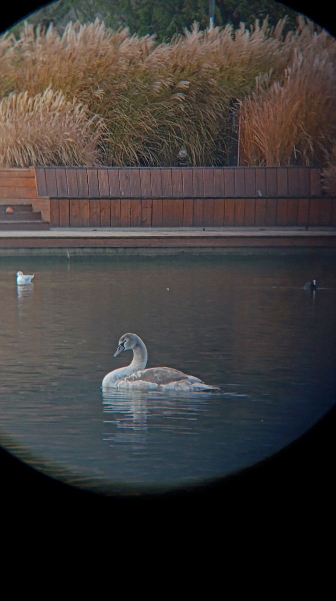 knoppsvane - ML646711510