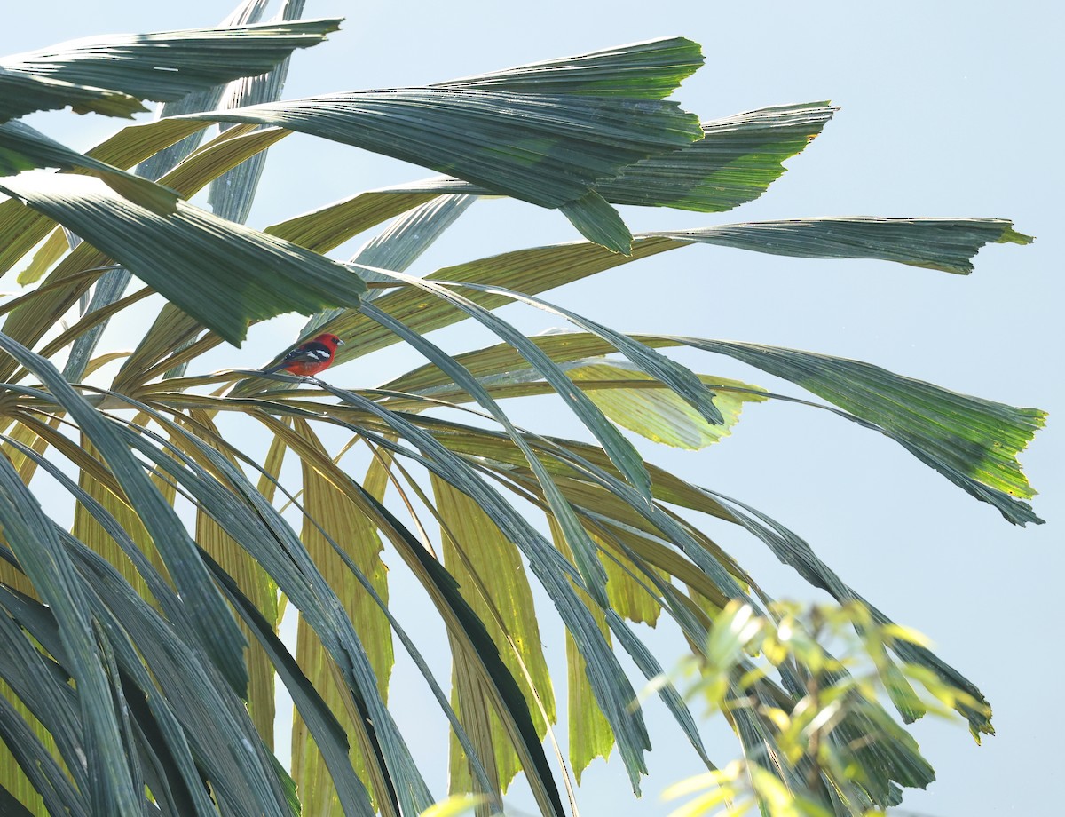 White-winged Tanager - ML646711518