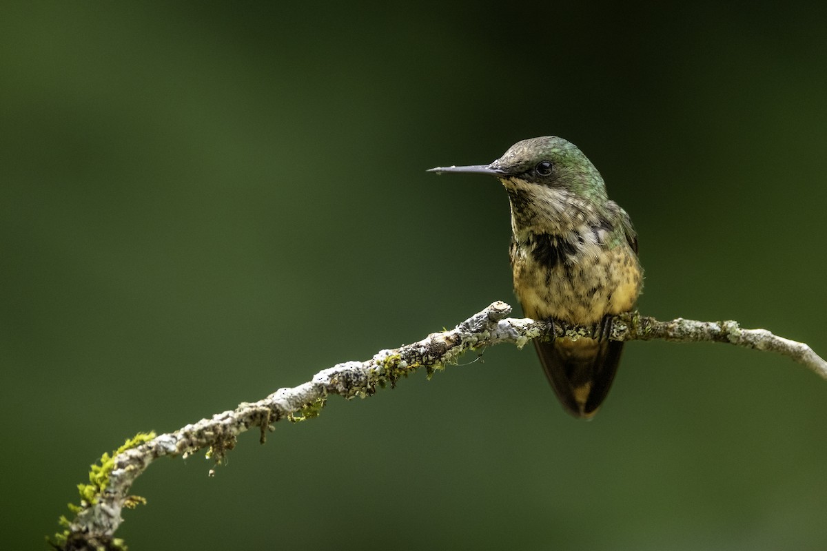 Festive Coquette - ML646711519