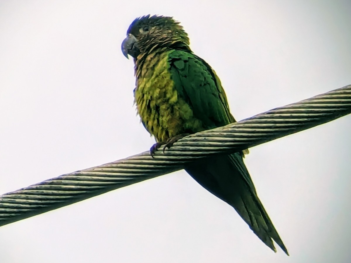 チャノドインコ - ML646711523