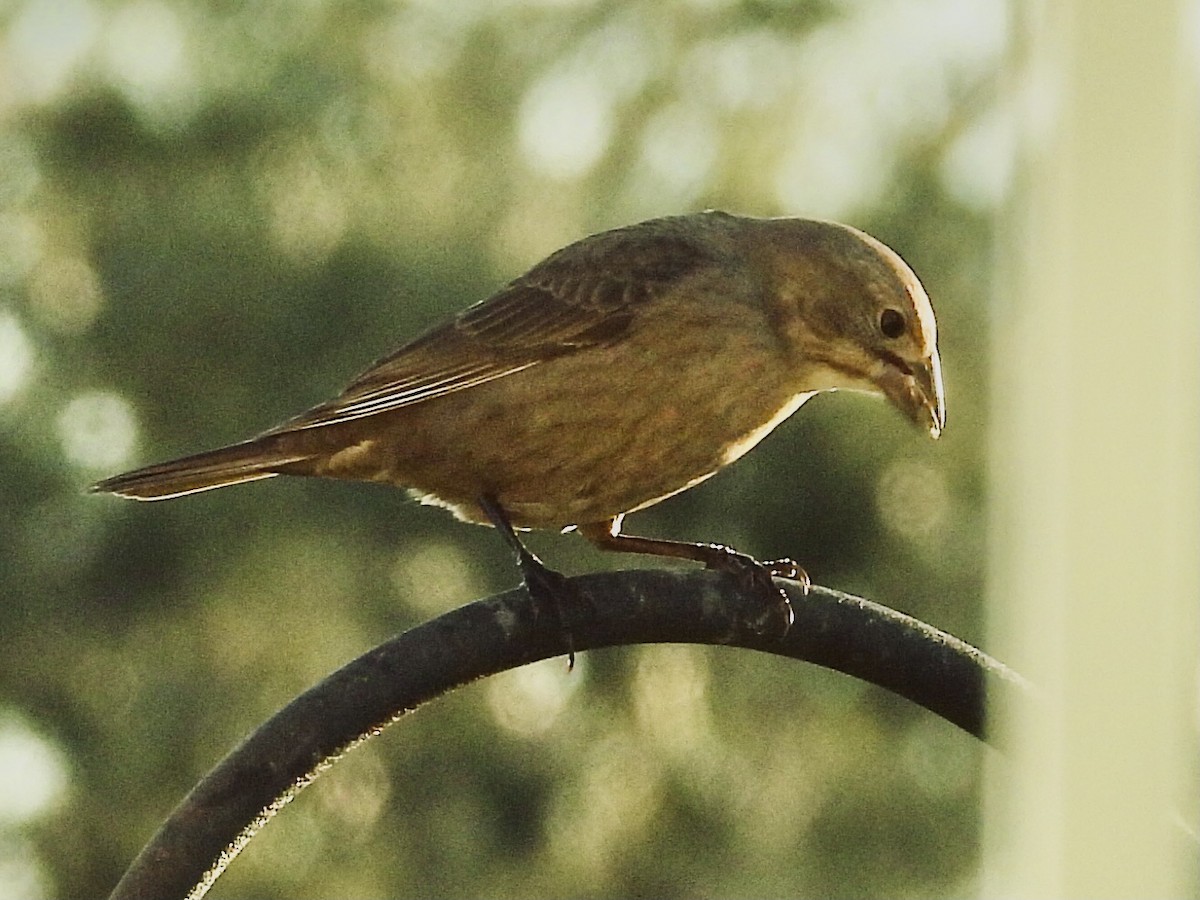 Brown-headed Cowbird - ML646711524