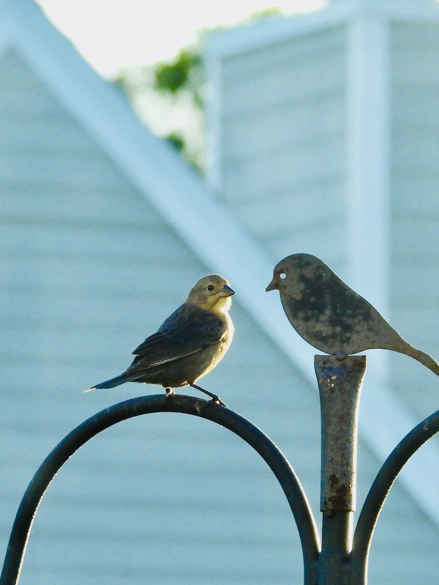 Brown-headed Cowbird - ML646711525