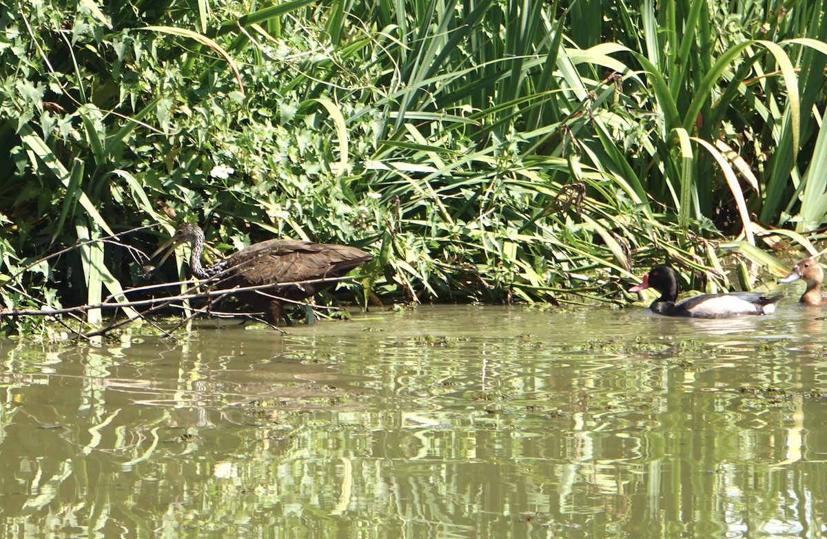 Limpkin - ML646711527