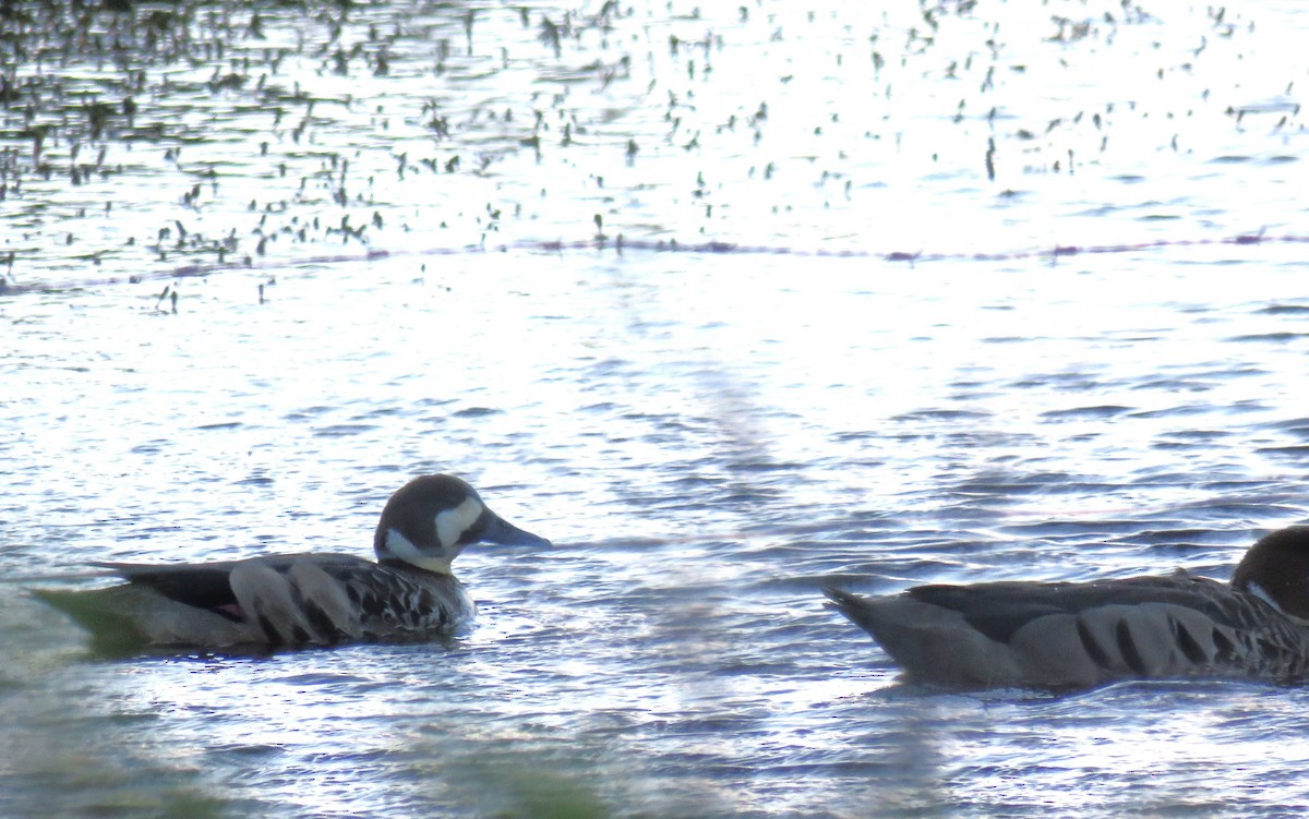 Бронзовокрылая утка - ML646711528