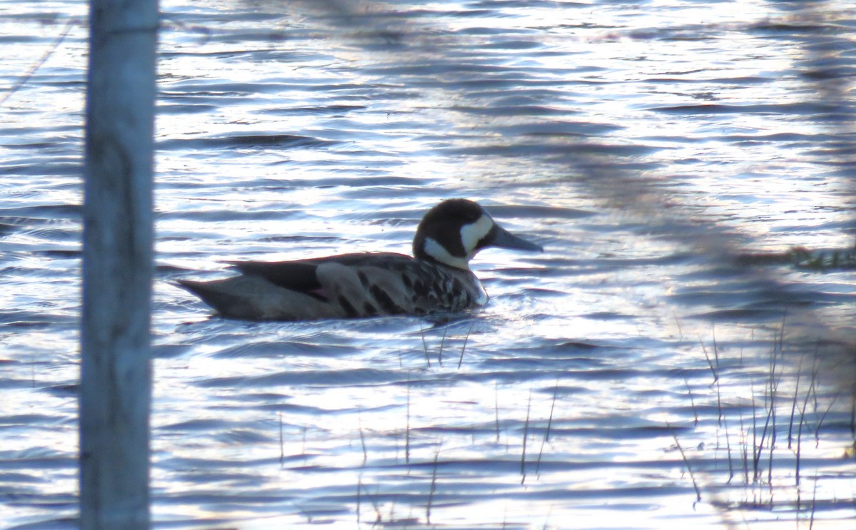 Бронзовокрылая утка - ML646711529