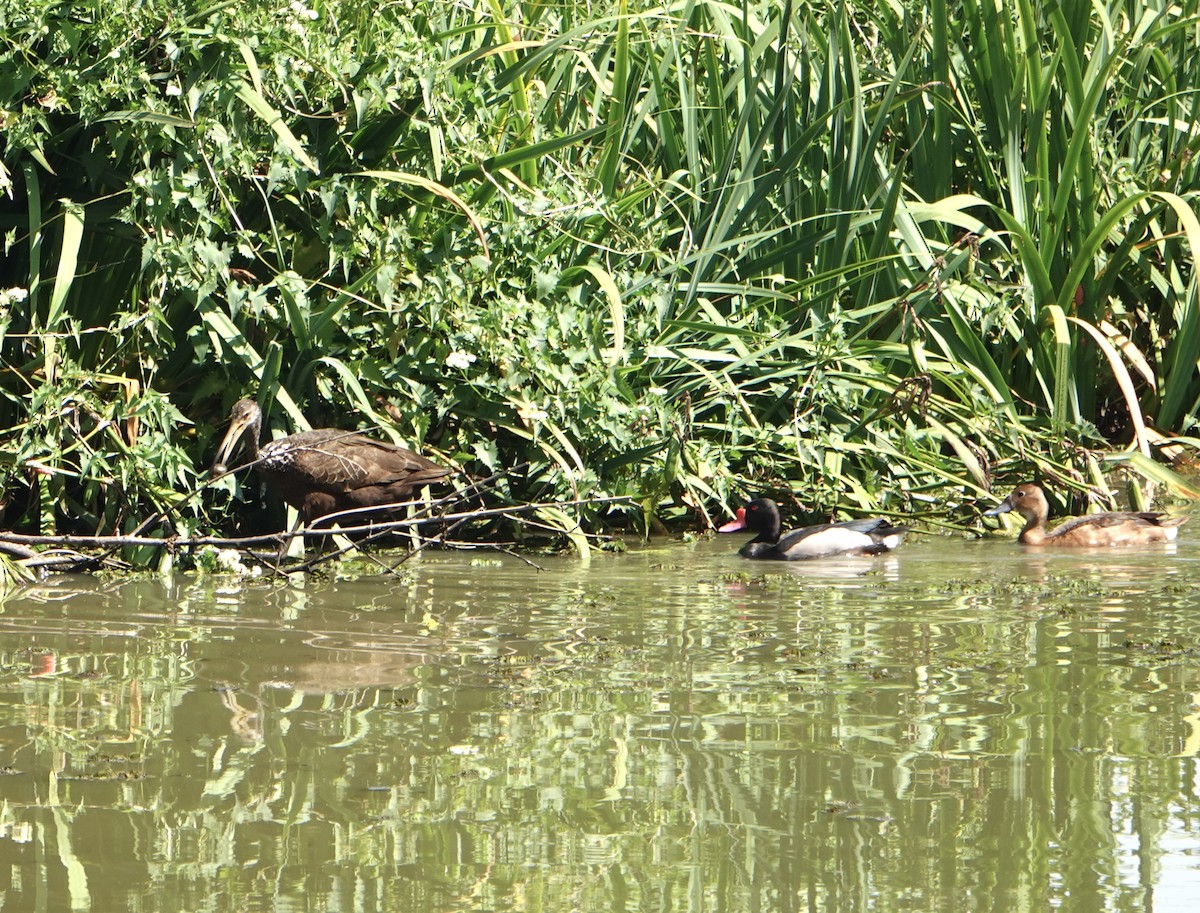 Limpkin - ML646711530