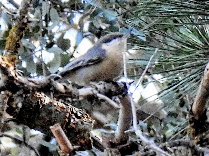 Pygmy Nuthatch - ML646711532