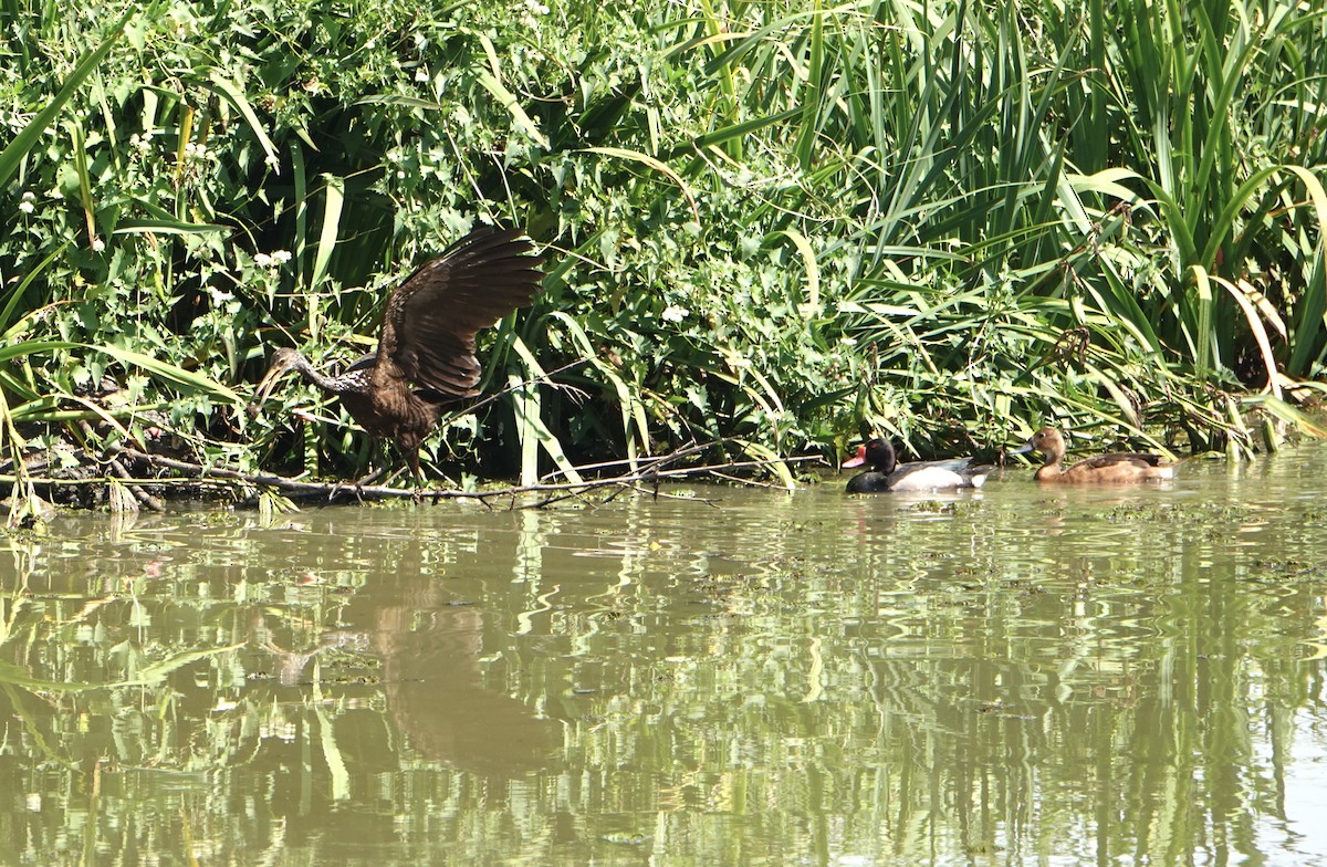 Limpkin - ML646711533