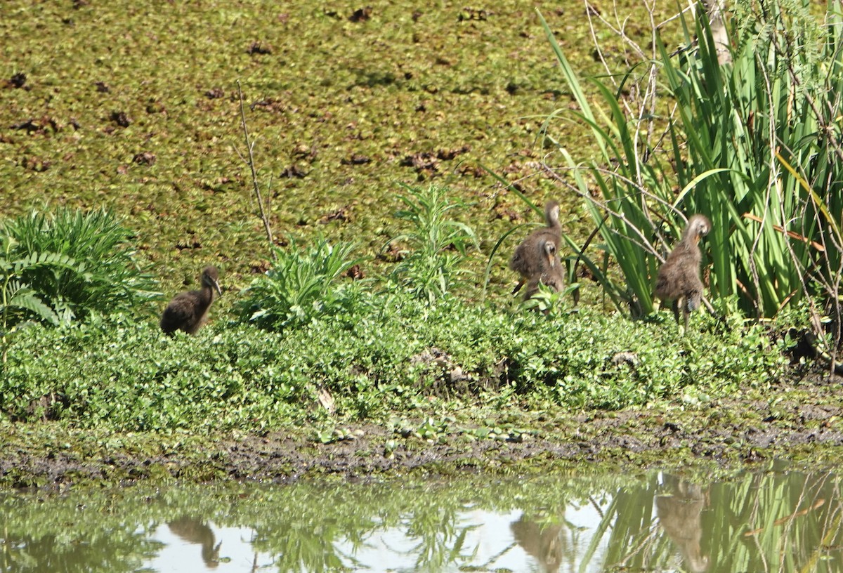 Limpkin - ML646711538