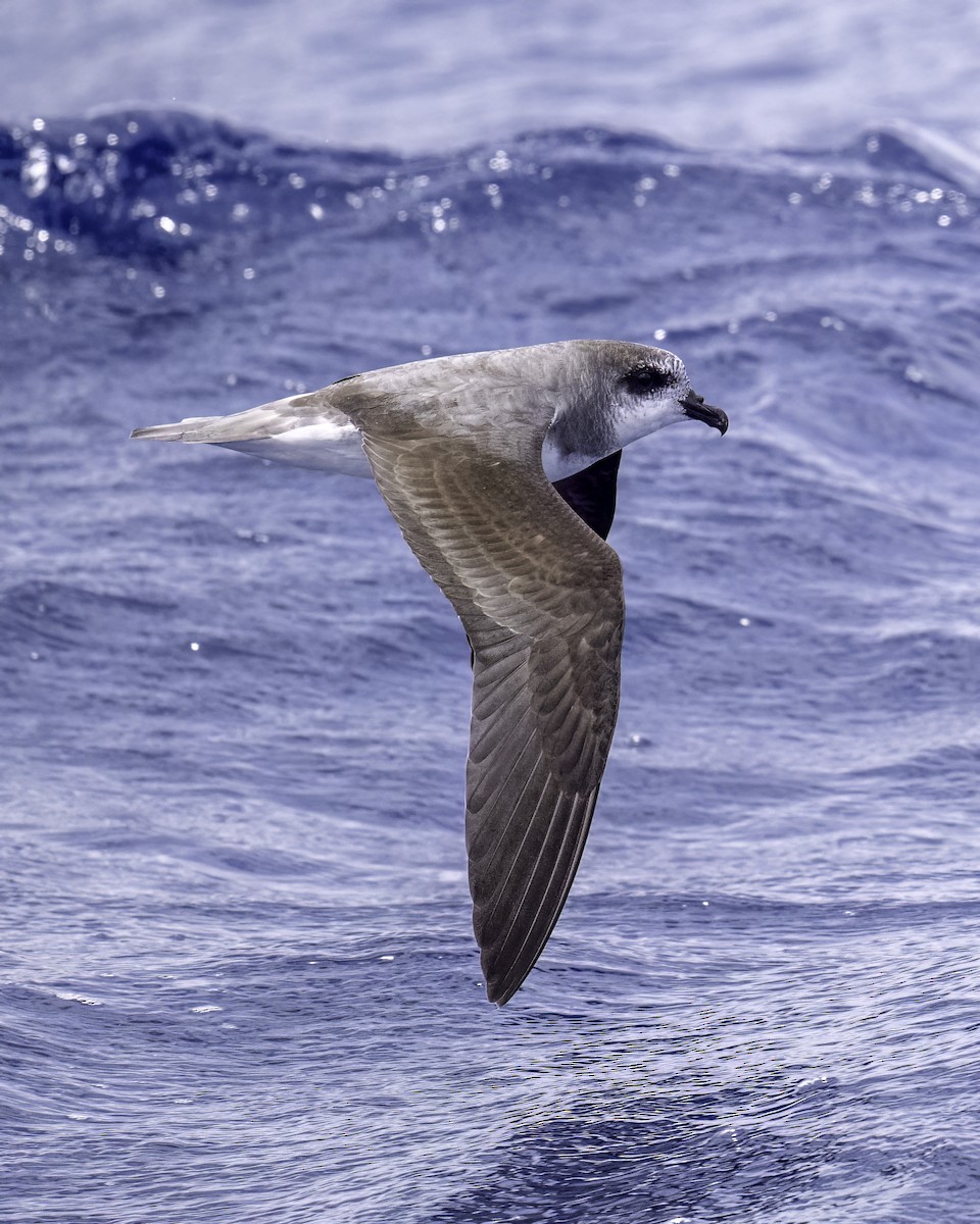 buřňák hebký - ML646711539