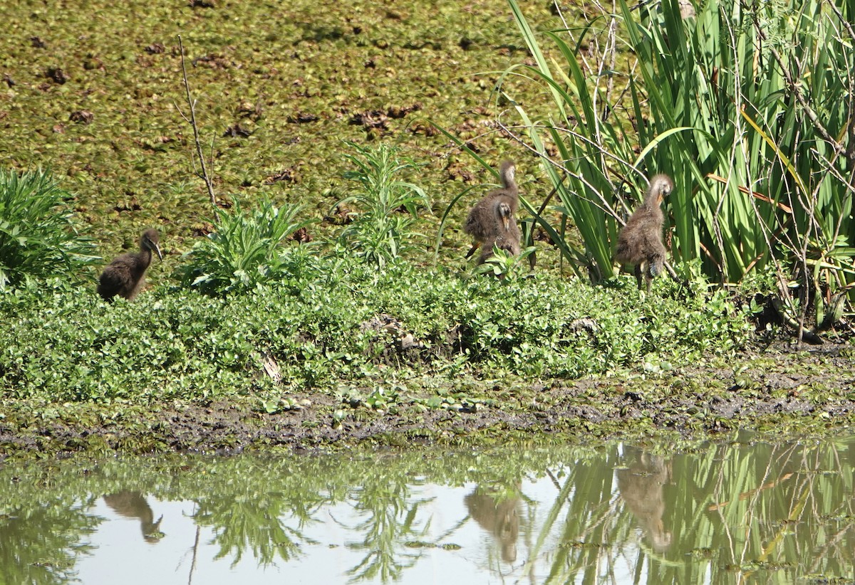 Limpkin - ML646711540