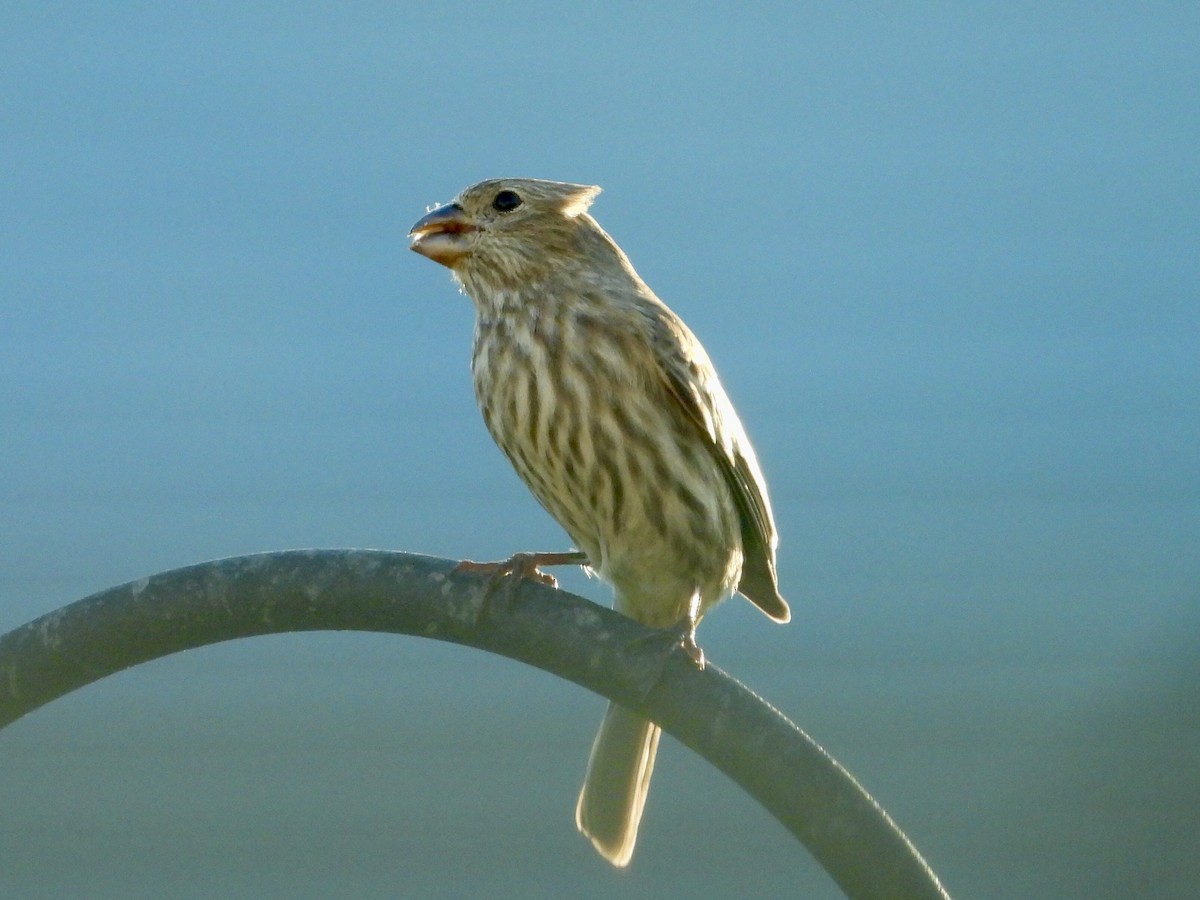 House Finch - ML646711541