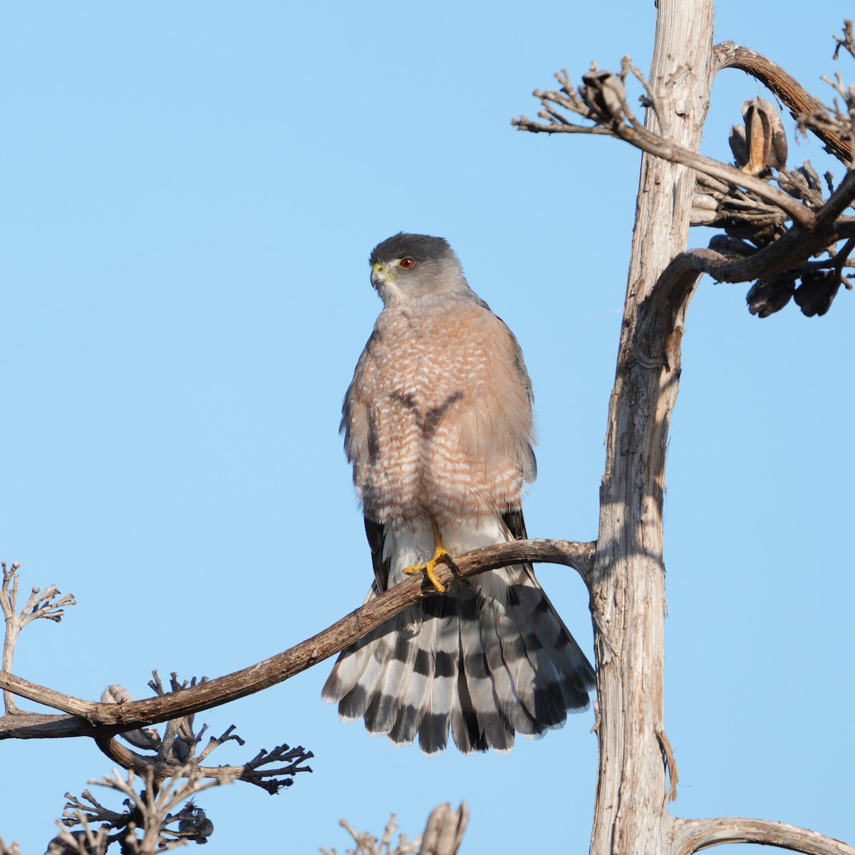 Sharp-shinned/Cooper's Hawk - ML646711542
