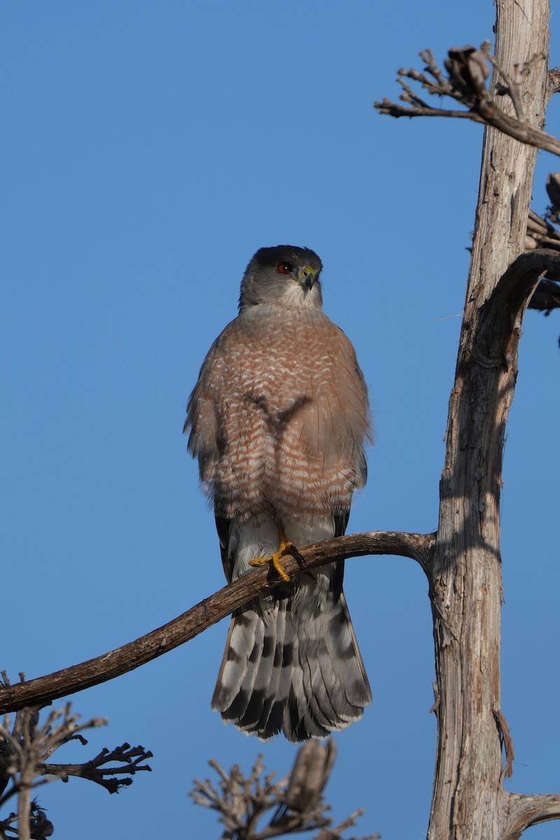 Sharp-shinned/Cooper's Hawk - ML646711543