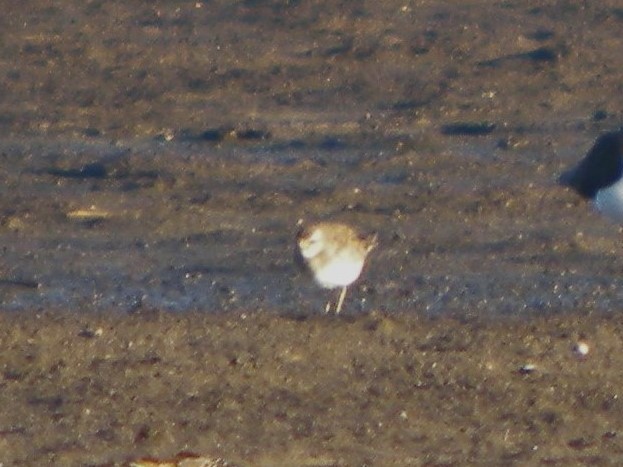Caspian Plover - ML646711548