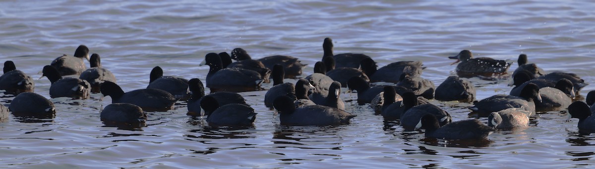 Лиска американська - ML646711552