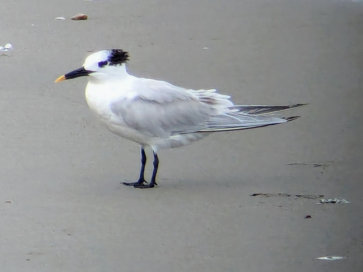 splitterne - ML646711553