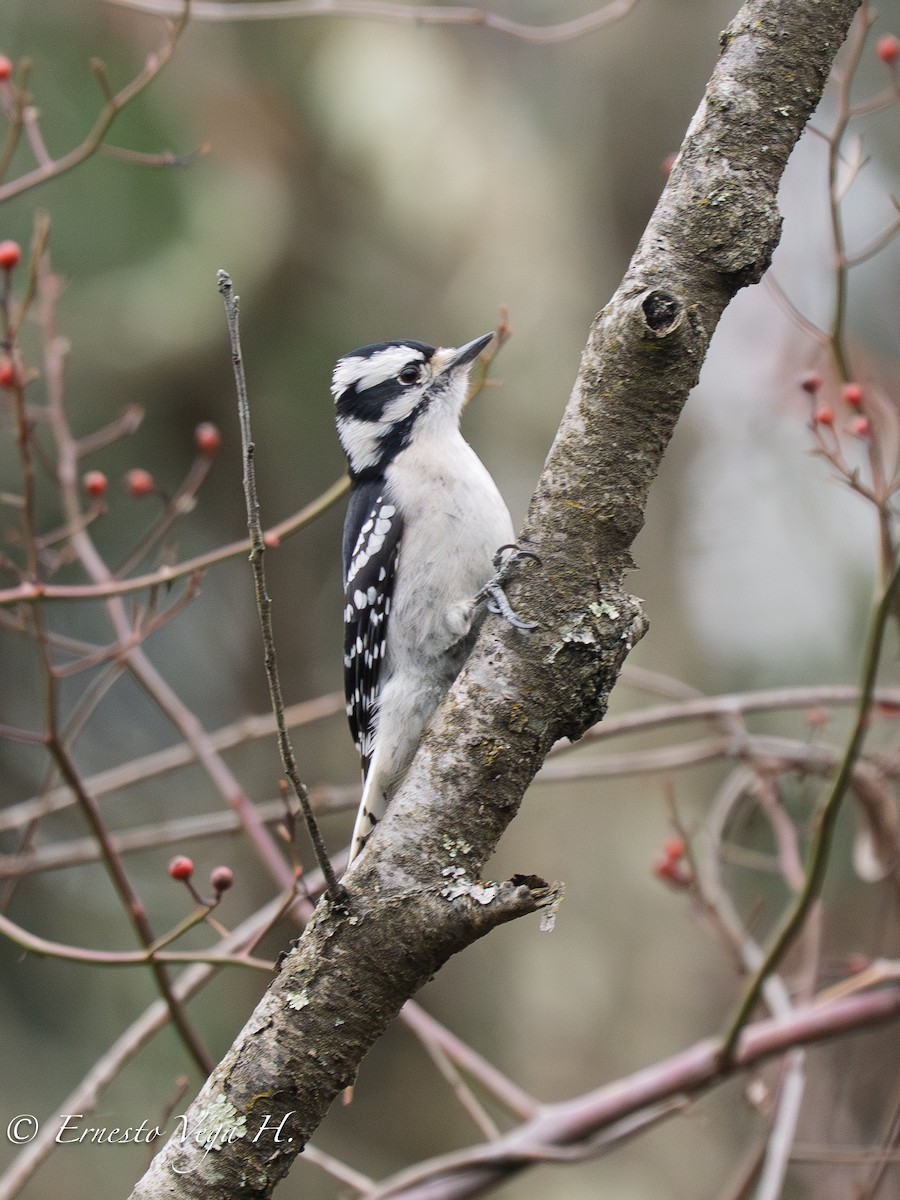 Downy Woodpecker (Eastern) - ML646711562