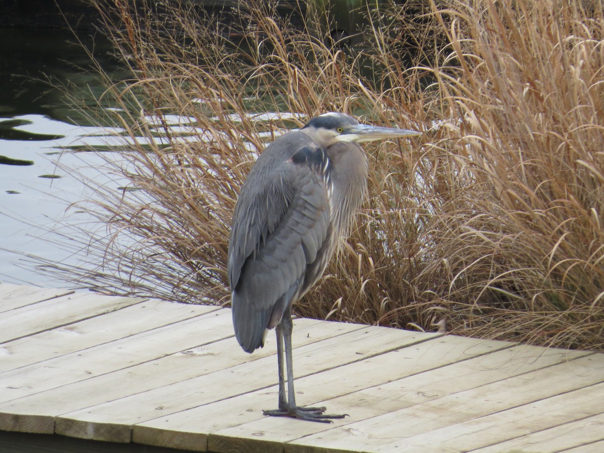 Great Blue Heron - ML646711566