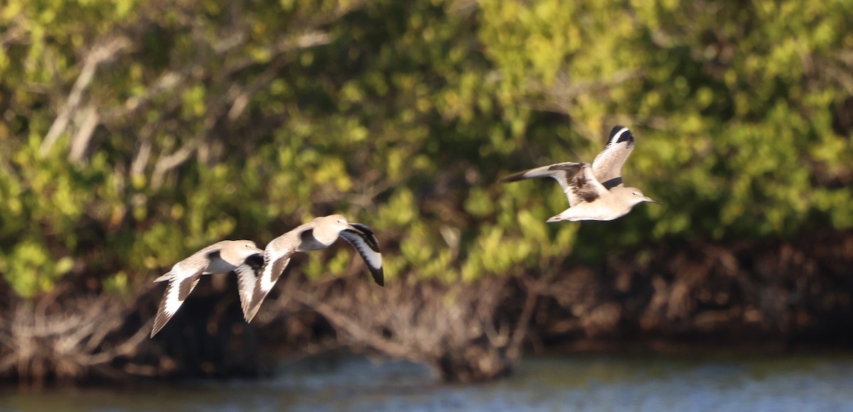 Willet - ML646711574