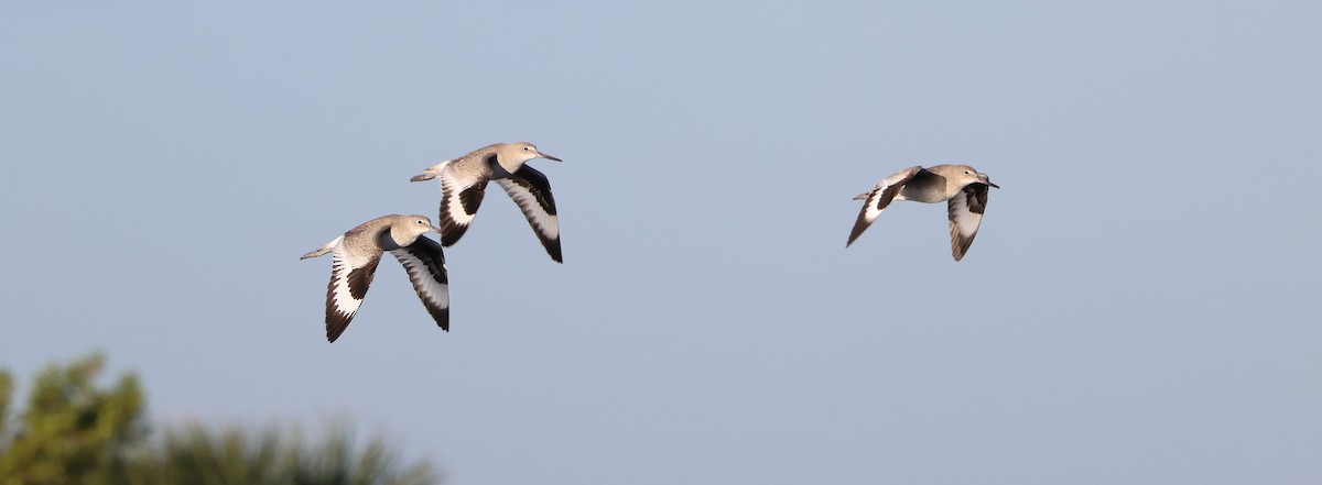 Willet - ML646711575