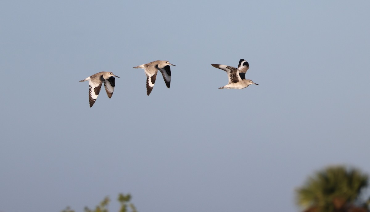 Willet - ML646711576