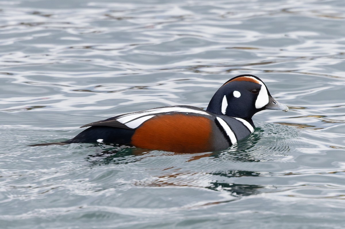 Каменярка - ML646711579