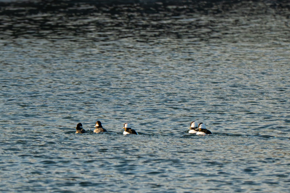 Ak Yanaklı Ördek - ML646711585