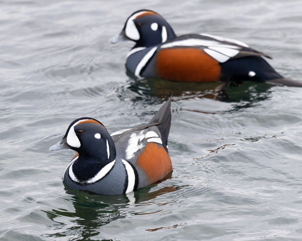 Каменярка - ML646711587