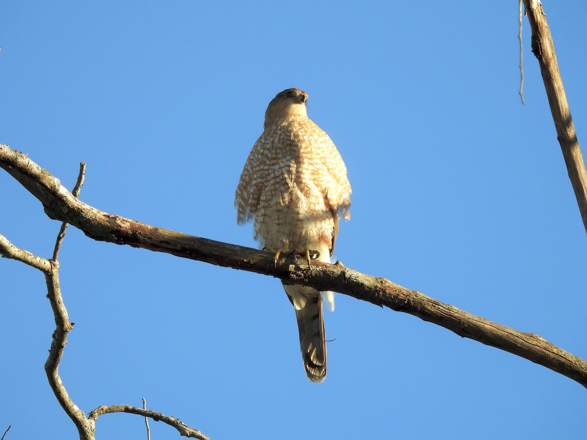 Gavilán de Cooper - ML646711588