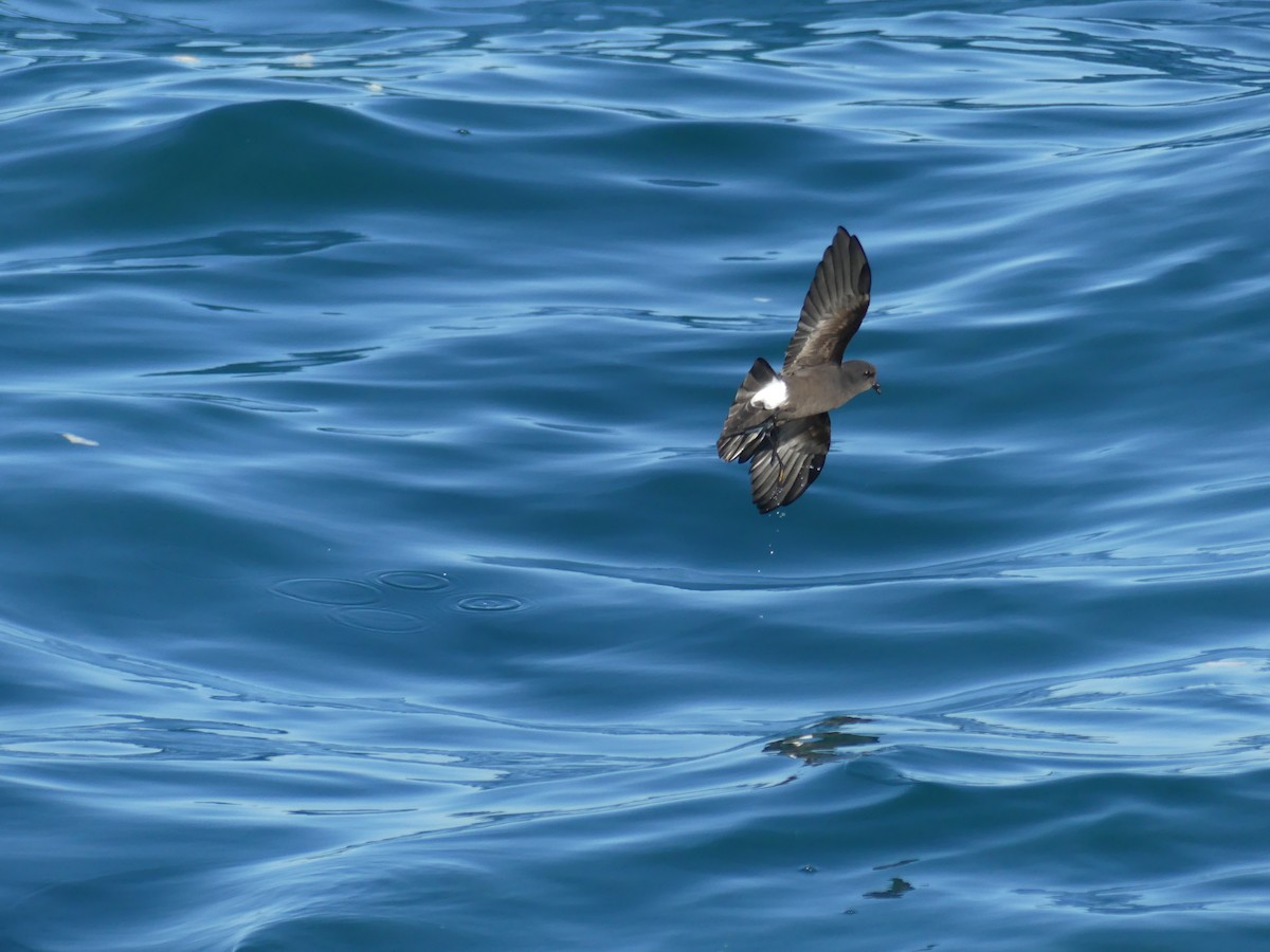 buřníček žlutonohý - ML646711589