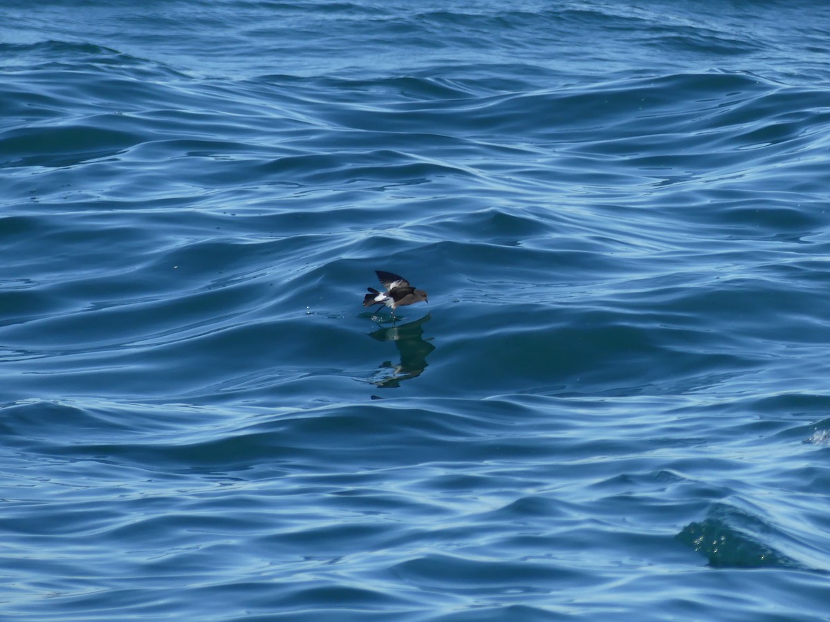 buřníček žlutonohý - ML646711590