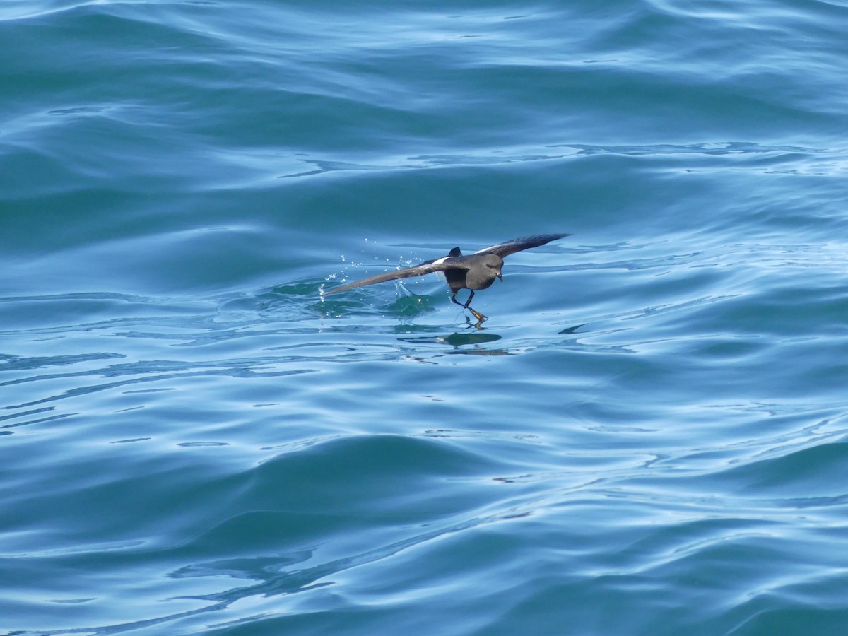 buřníček žlutonohý - ML646711591