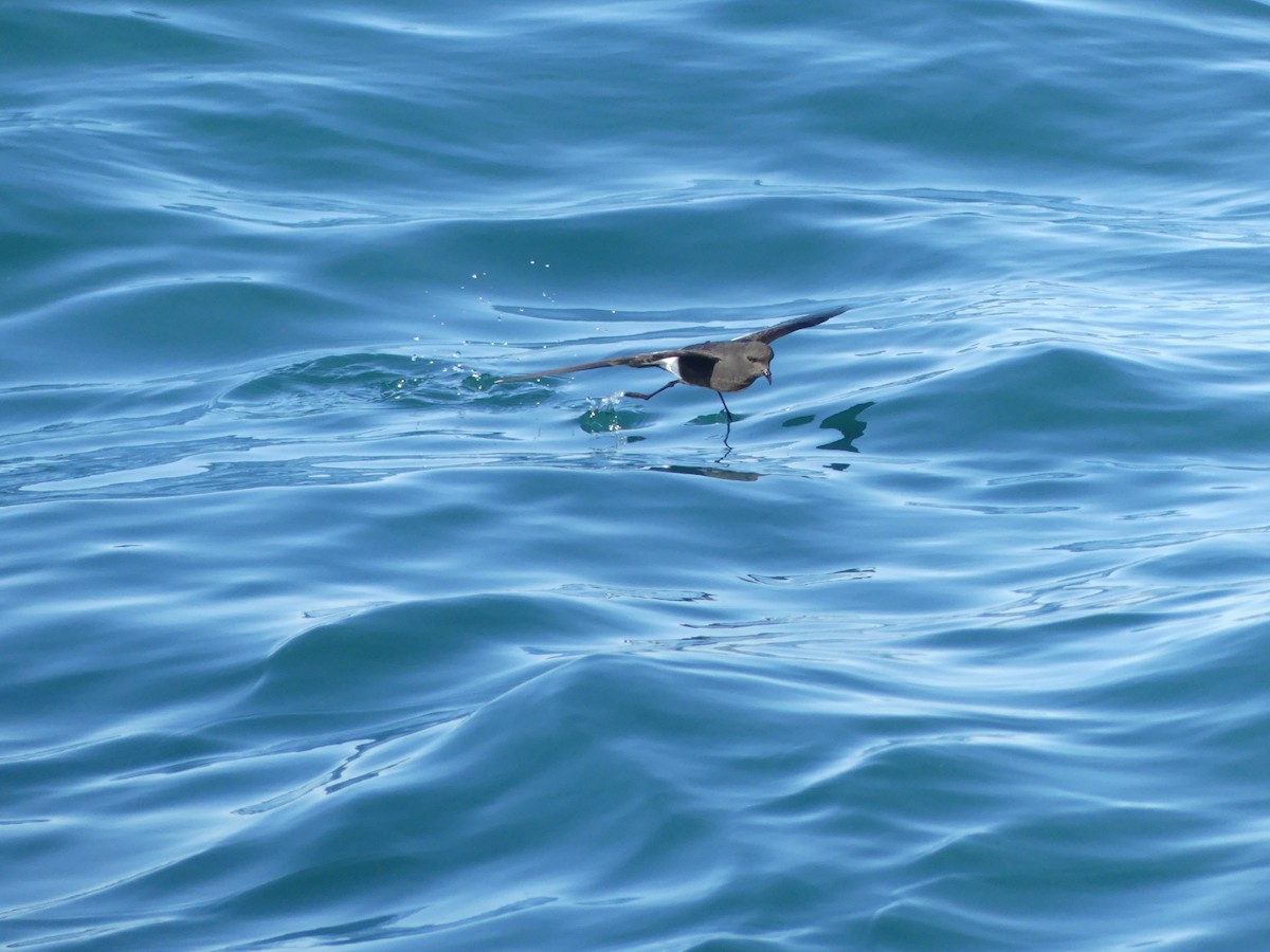 buřníček žlutonohý - ML646711592