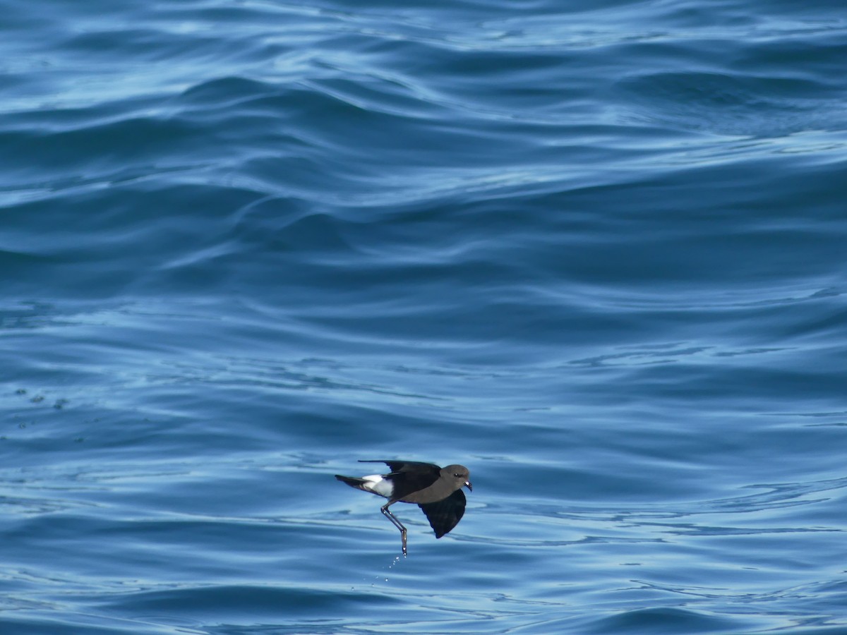 buřníček žlutonohý - ML646711593