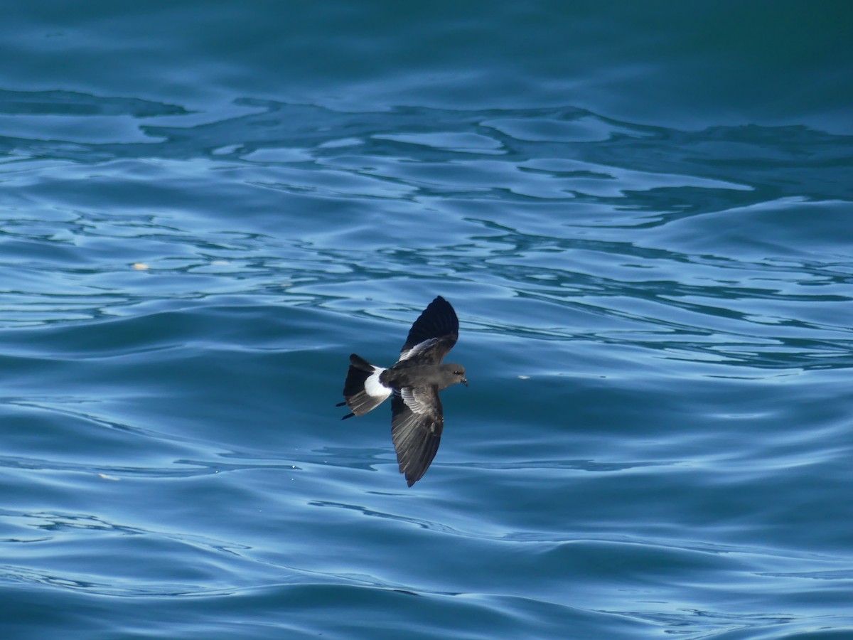 buřníček žlutonohý - ML646711594