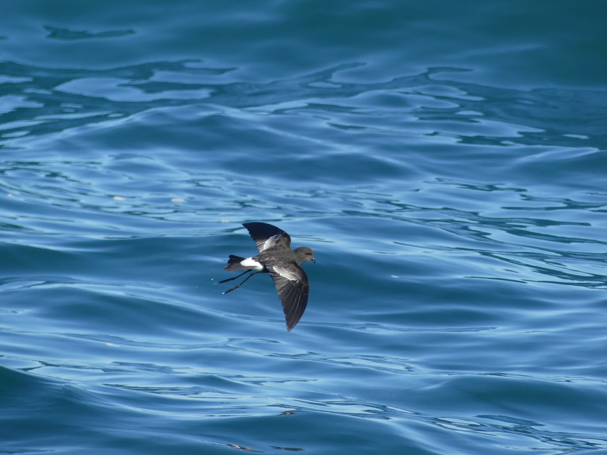 buřníček žlutonohý - ML646711595