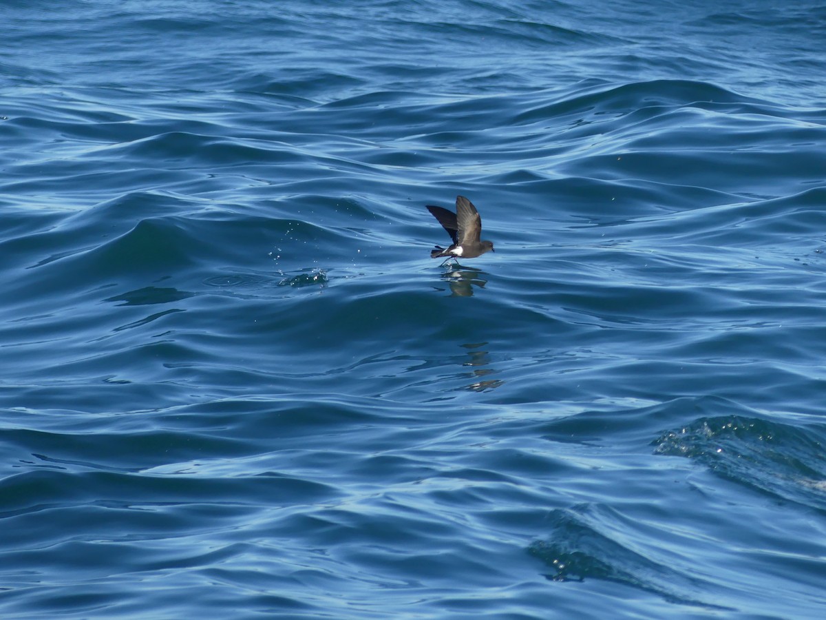 buřníček žlutonohý - ML646711596