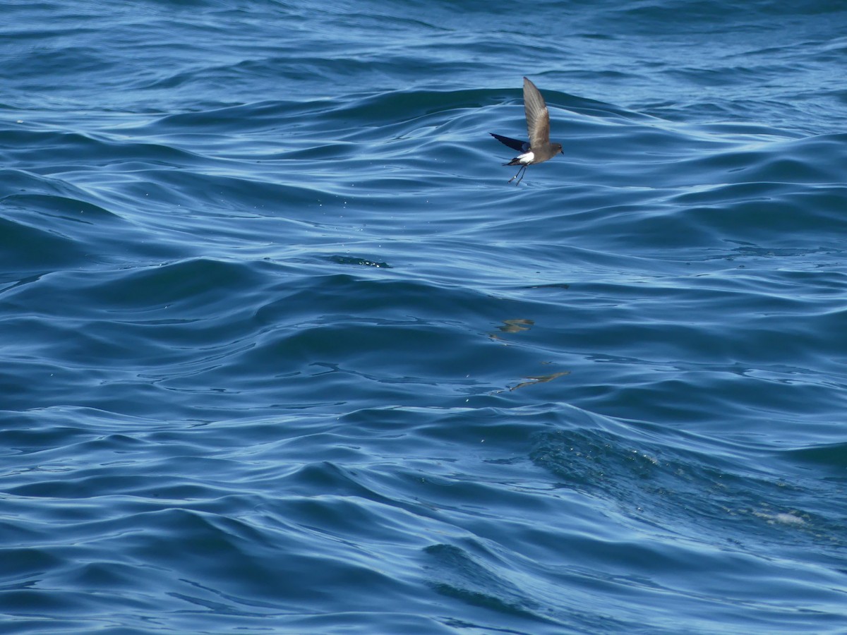 buřníček žlutonohý - ML646711597