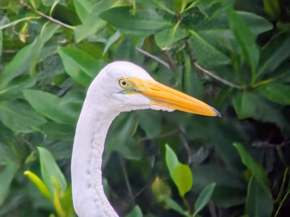 ダイサギ - ML646711598