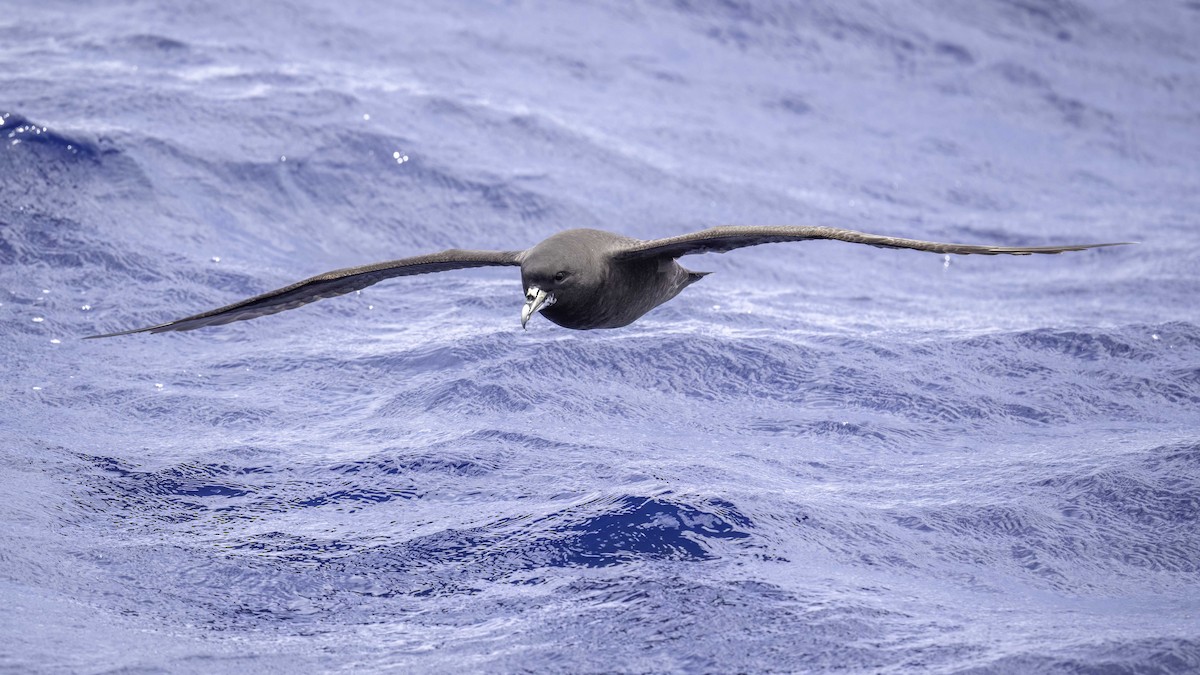 Beyaz Gıdılı Yelkovan - ML646711600