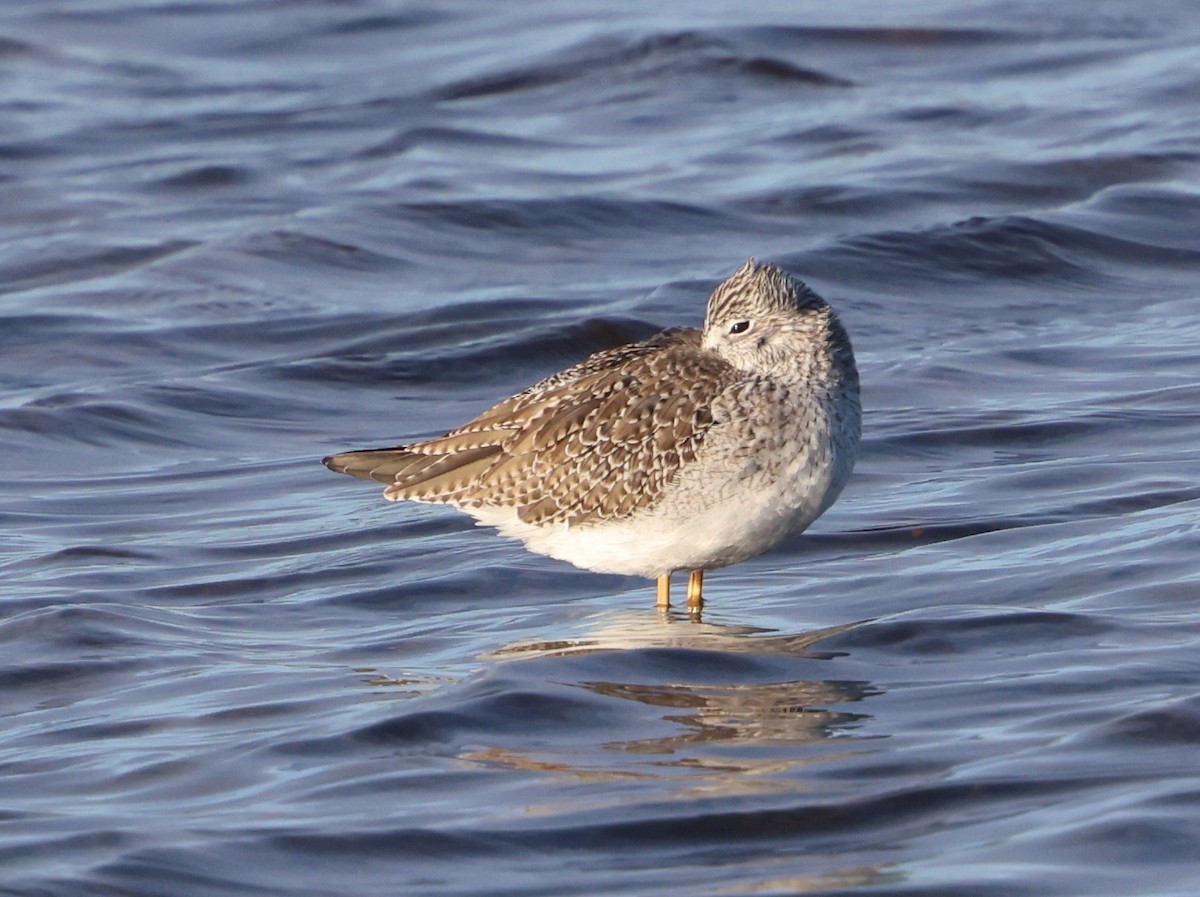 Greater Yellowlegs - ML646711601