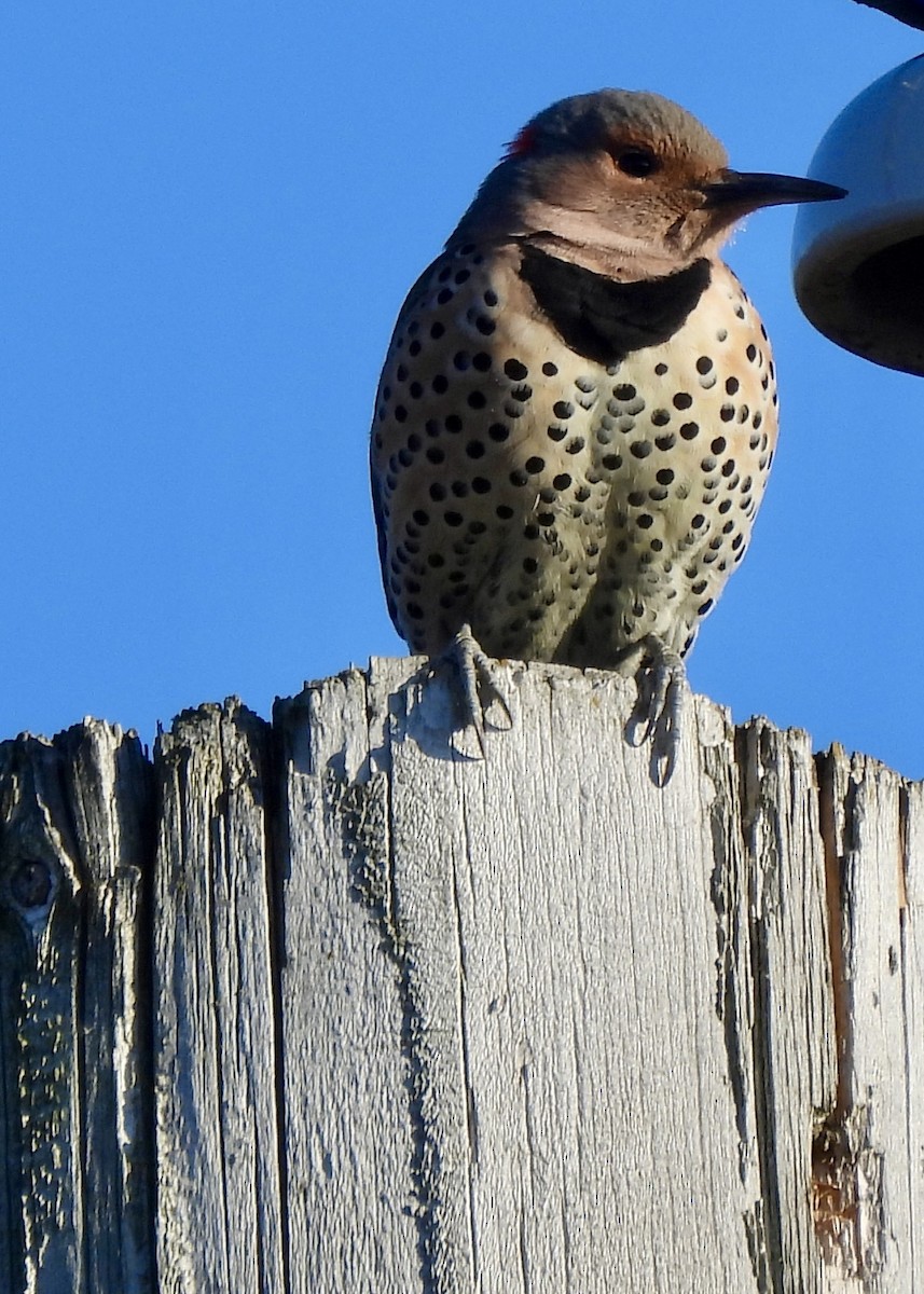 Northern Flicker - ML646711604