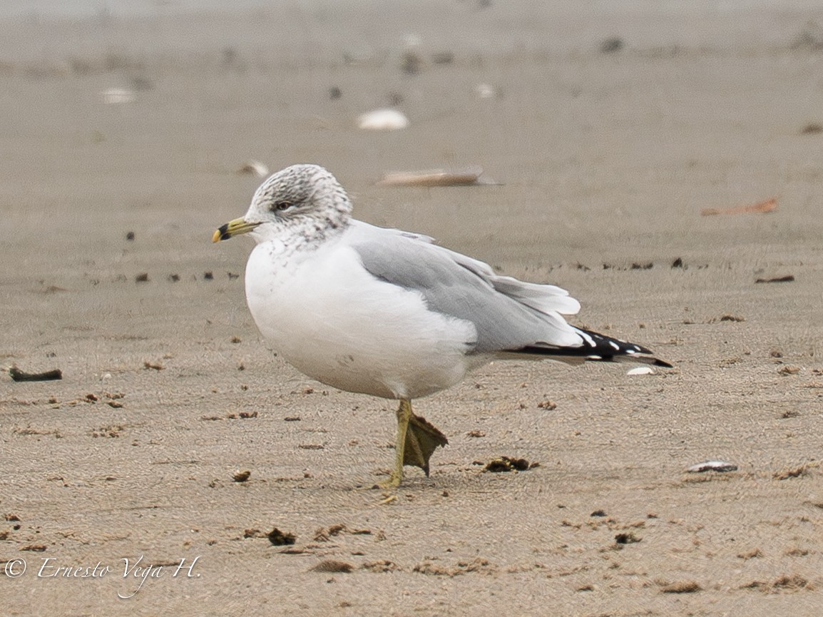 Ring-billed Gull - ML646711605