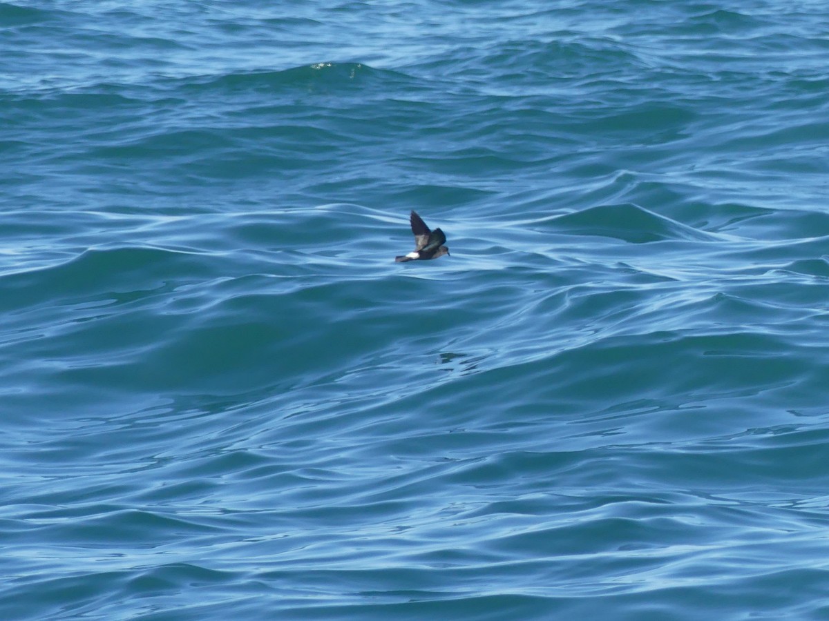 buřňáček malý - ML646711606