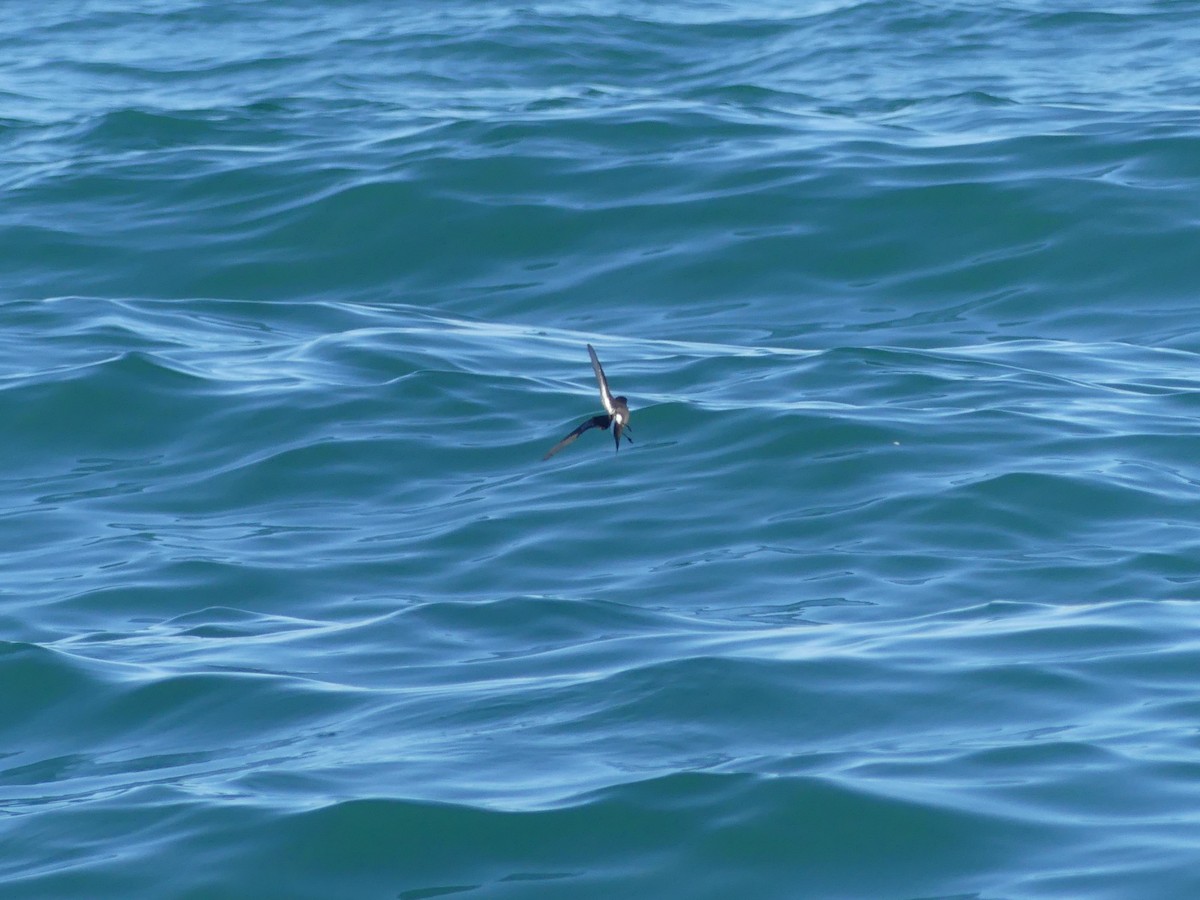 buřňáček malý - ML646711607