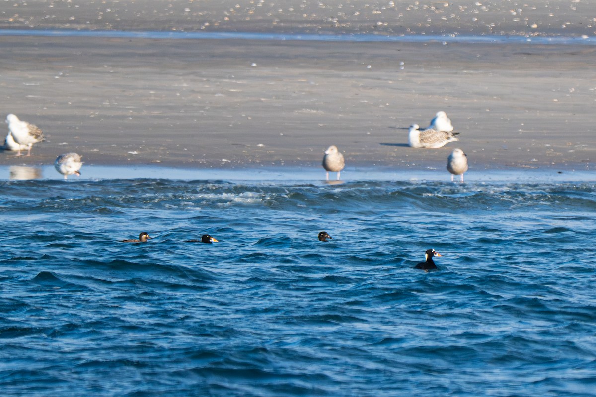 Yamalı Ördek - ML646711608