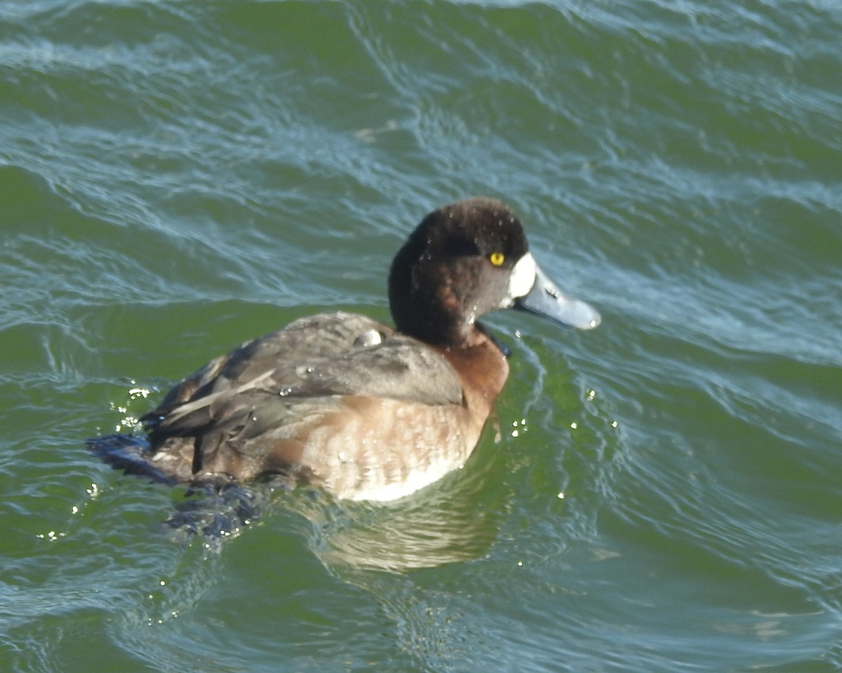 スズガモ - ML646711609