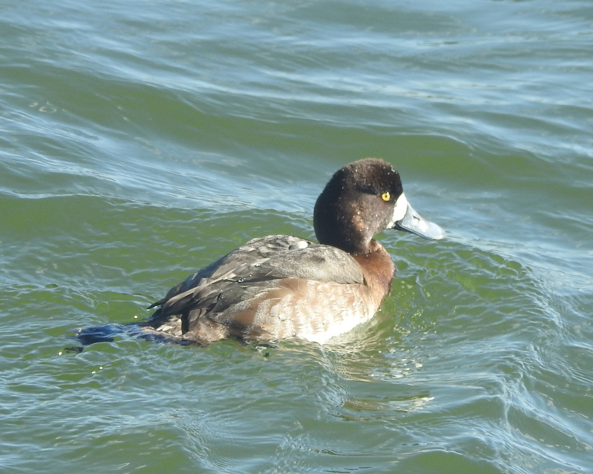 スズガモ - ML646711610